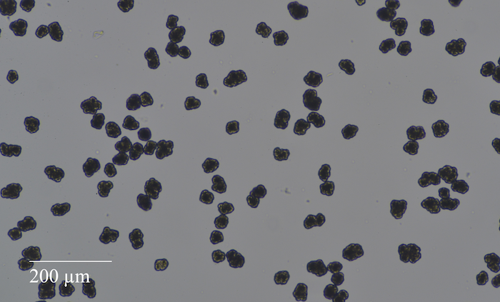 particles for UB-PA40 under microscope